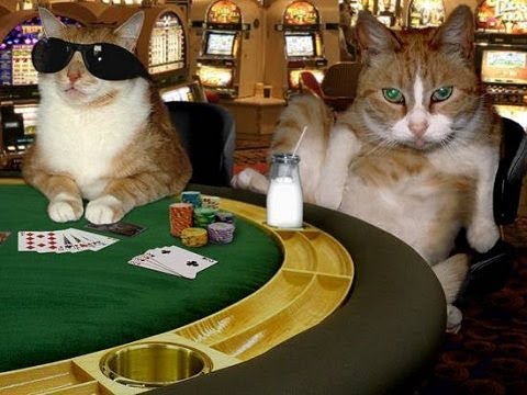 funny-animals-gambling-cat---hilarious