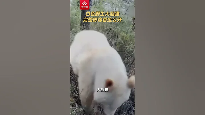 国宝“卸妆”后是什么样？白色野生大熊猫完整影像首度公开！| CCTV科教 - 天天要闻