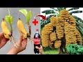 How to propagating  bananas tree from bananas fruit using these simple techniques is 100% effective