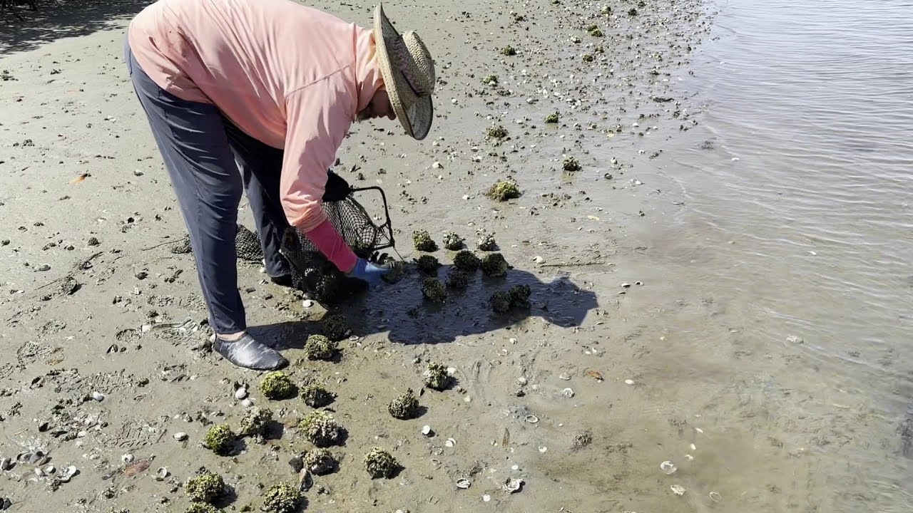 Encontré todo esta caracol varado