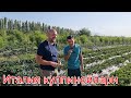 Италия кулпиной бизнеси кучатлари сотувда