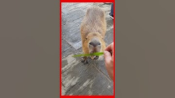 Capybara ăn cỏ | Real Video | Video do tôi quay tại Đà lạt | #shorts #capybara #funny #dalat