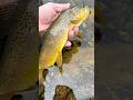 Trout fishing in Colorado | N1 Outdoors #fishing #troutfishing #trout