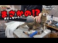 【初!】噛み猫トリミング??初めてワンちゃん以外がご来店!!
