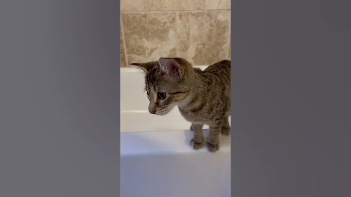Watch the video about What is it with cats loving bathtubs? Empty bathtubs! 🤣 🛁 #bathtub #cute #kitten #play