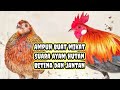 Ori Suara pikat ayam hutan jantan dan betina