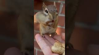 Oh My God How Squirrel Eating Groundnut #short #squirrel #eating