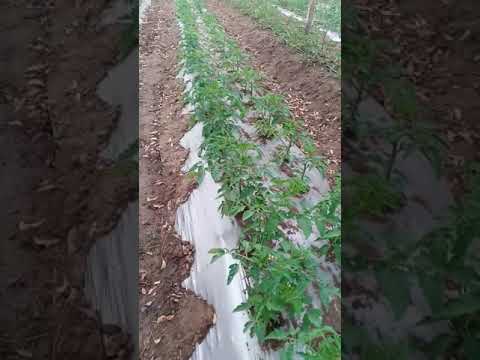 Video: Tomater - mulching og vanning