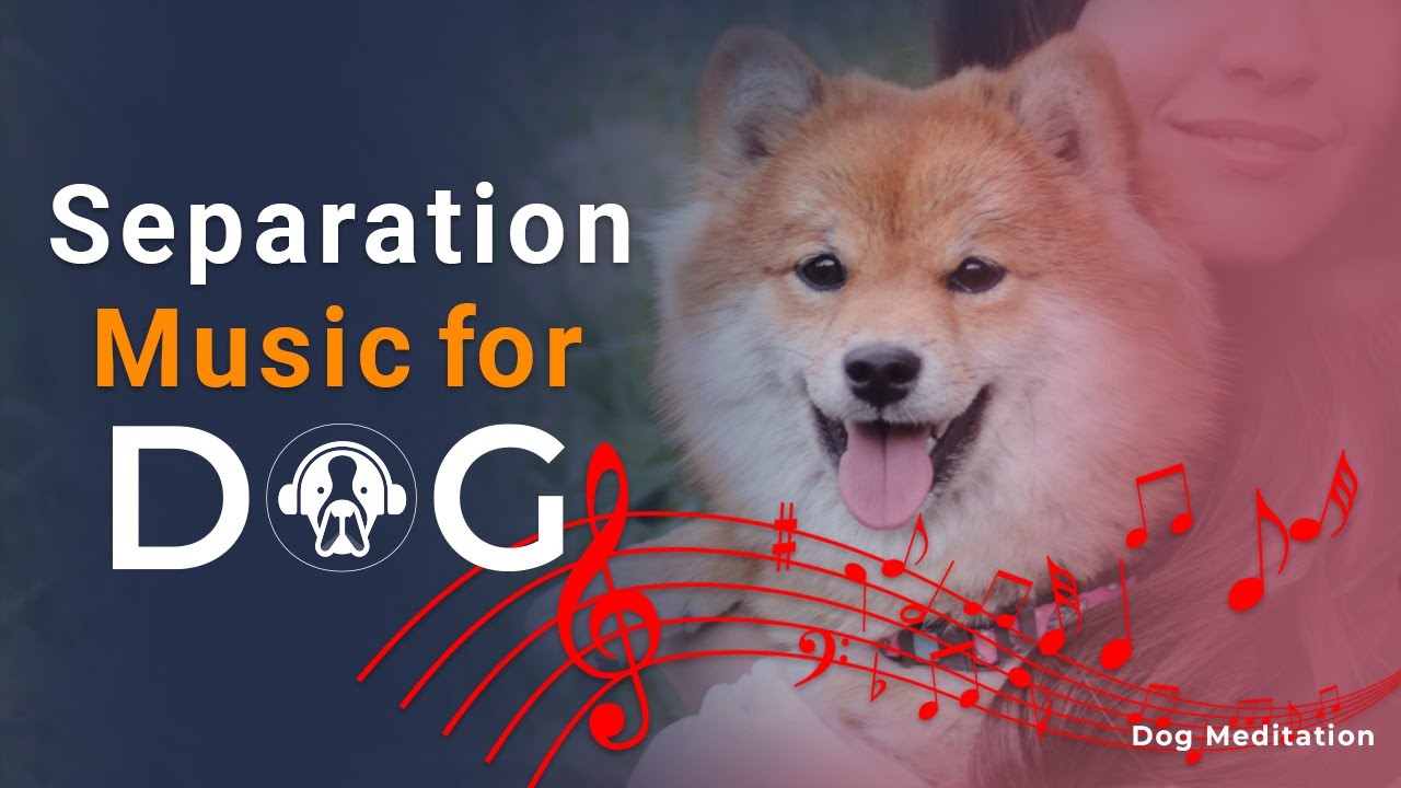 TV for Dogs! Entertainment for Dogs and Puppies with Calming Music