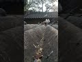 🕊❤️ #pigeon #pigeonlover #trending #viral #birds #teddypigeonloverworldwide #kabutarstatus