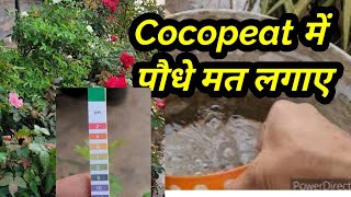 Cocopeat में Rose लगाने के बाद पीले पत्ते होना शुरू, Biggest Myth Of Cocopeat