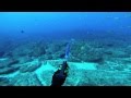 Spearfishing and Freediving Northern NSW and South East QLD