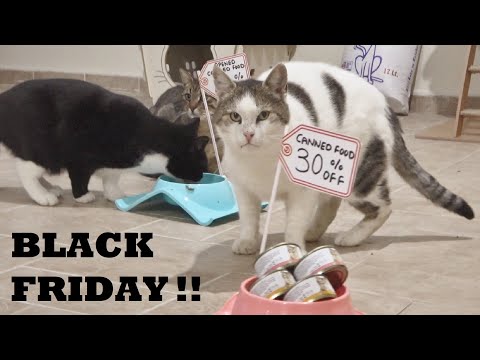 Video: 9 Beste Black Friday-deals In Cat Wellness