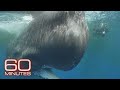 Sperm whale protection focus of marine sanctuary creation in Caribbean | 60 Minutes