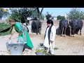 MITHU KHAN DOOD WALA - مٹھو خان دودھ والا - Pakistani chotu Shahzada Ghaffar Latest Comedy Drama Mp3 Song