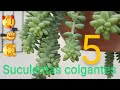 5 suculentas colgantes qué harán lucir hermosa tu jardín 🌵🌻🌺☘