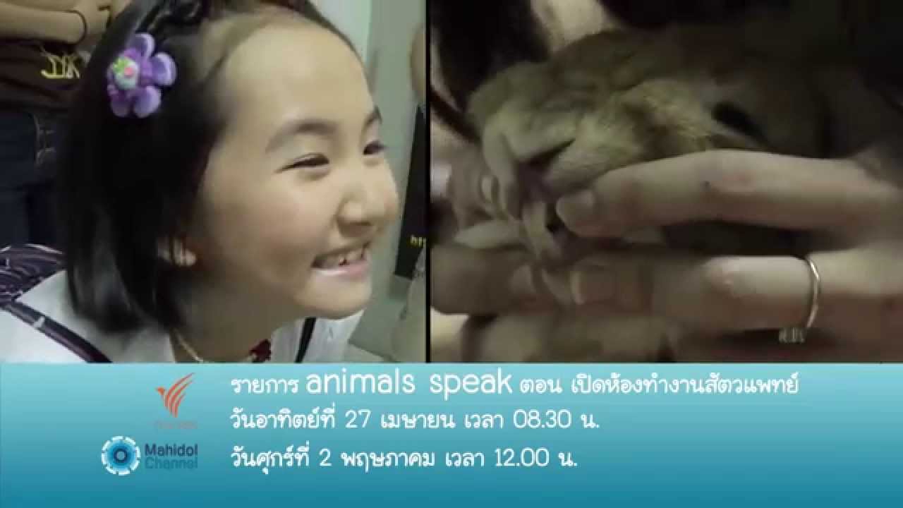 (PV) Animals Speak : เปิดห้องทำงานสัตวแพทย์ (27 เม.ย. 57) ห้องทำงานของสัตวแพทย์กว้างแค่ไหน ไปชมกัน