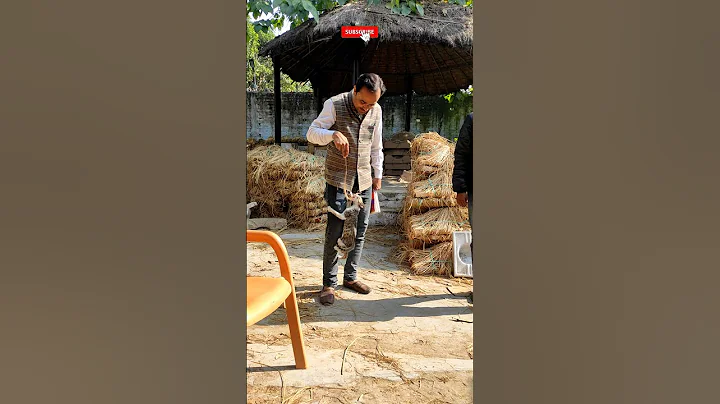 Video 5879381: cats compilation cute funny, funny cat 4k, cat babies playing funny, best funny baby cat