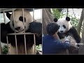 Talkative prince jinhu become  12years old yesterdayold panda happyland