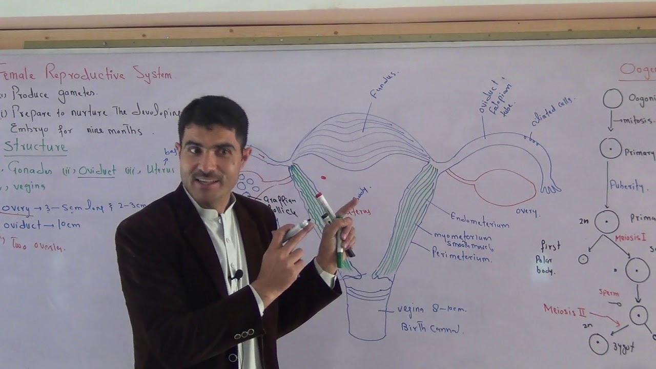 L-4 Female reproductive System and Oogenesis in Urdu Hindi by Dr Hadi