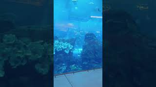 Dubai Mall Aquarium #dubai #dubaimall #dubaimallaquarium #worldexplorer #uae