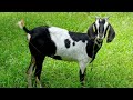Goat Sound Effect Goat Sound Ringtone Goat Sound Effect Goat Sound Ringtone