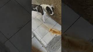 Pitbull ataca gato 😱
