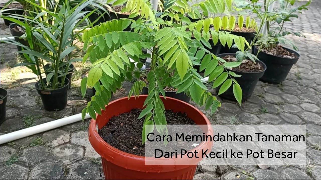 Cara Memindahkan Tanaman Dalam Pot Agar Akar Tidak Rusak 