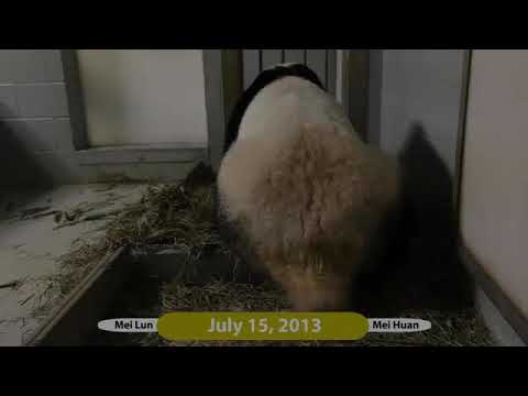 Mei Lun and Mei Huan 3 years old in Altanta Zoo
