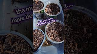 Mystery seeds are sprouting 🌱 Guess what they are! #MysterySeeds #WatchItGrow #GardenWithMe