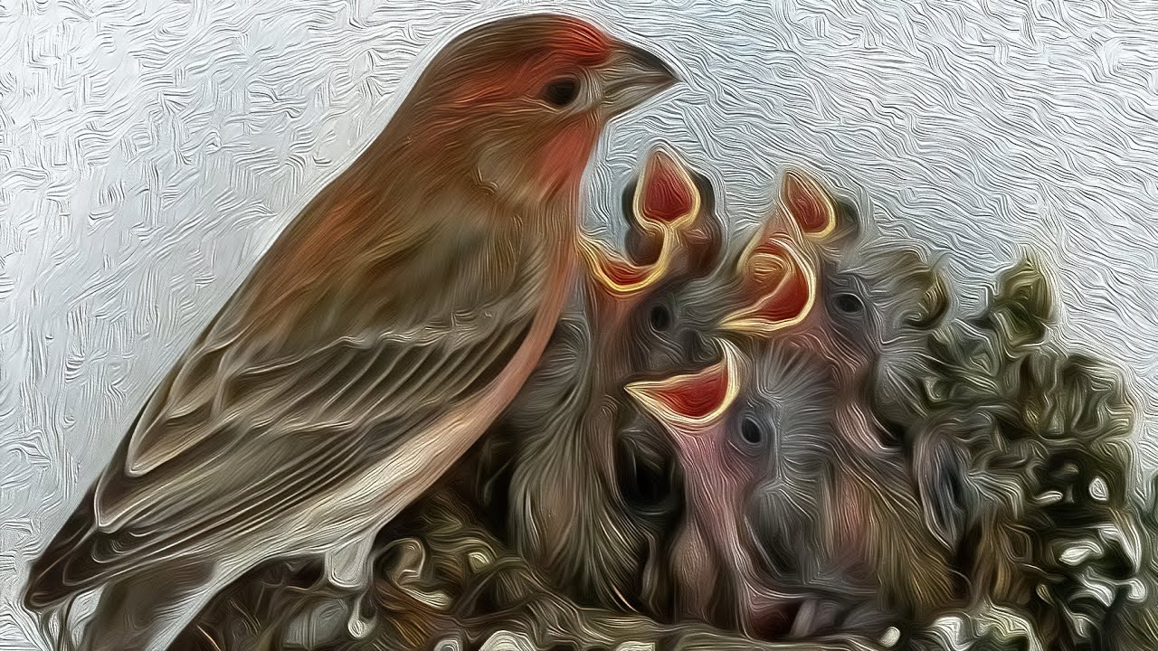 A Fascinating Look at Baby House Finches: Time-Lapse Video with Live Nest Cam