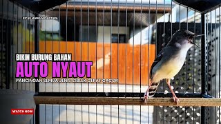 Download lagu suara burung CIBLEK GACOR NGEBREN Pancingan Ciblek Semi bahan jadikan ciblek kristal gacor Tarung