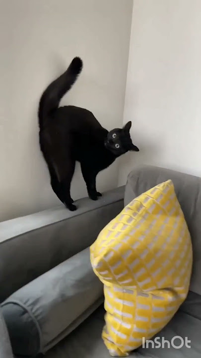 TANDA KUCING MELIHAT HANTU DI RUMAH ANDA