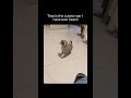 That is the cutest roar I have ever heard.