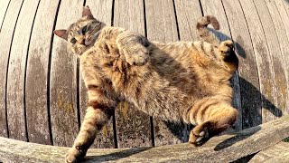 A cat uses mimicry to lie down on a bridge with its stomach facing the sky