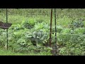New community garden to open at Eartha's Farm & Market in Jacksonville Saturday