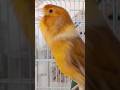 Chant canaris   canary singing
