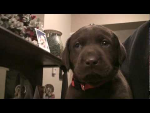 Chocolate Lab Puppies 5 weeks old : aww