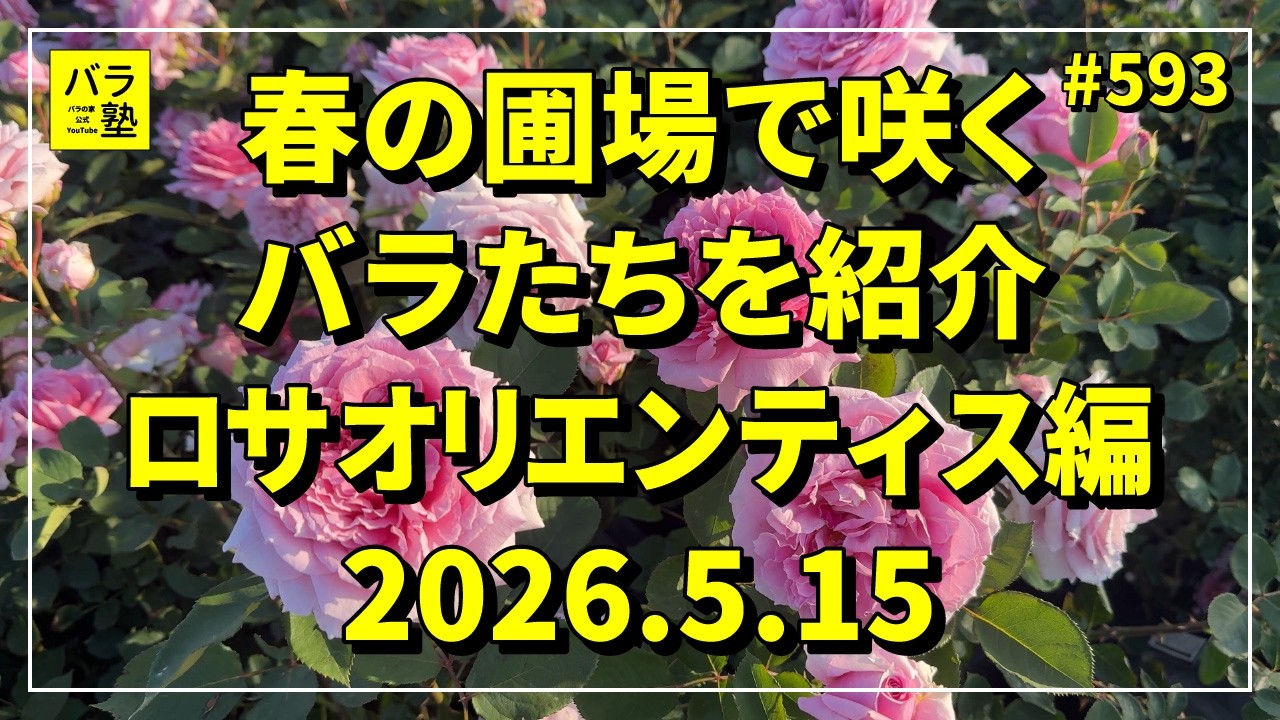 593 Introducing Roses Blooming in the Spring Field: Rosa Orientis