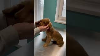 Puppy Socialisation Training - Vet Visits | English Cocker Spaniel Puppy Training