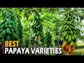 Papaya Varieties in India -Taiwan, Honey Dew, Solo, Pusa (Dwarf, Giant, Majesty, Delicious) Papaya