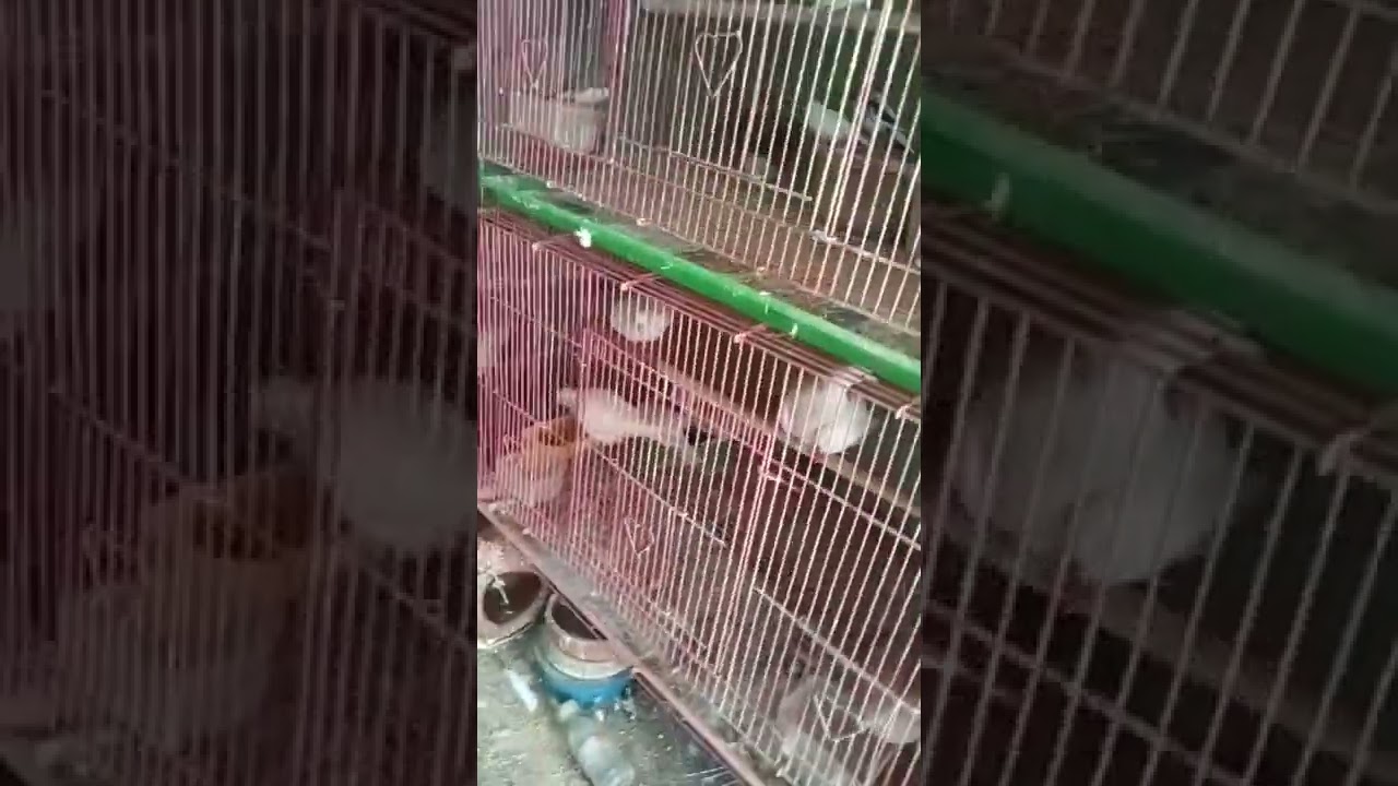 Top Birds Shop A 1 YouTube