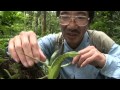 サカダチコノハナナフシの威嚇　Defence behaviour of Heteropteryx dilatata