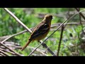 MATING & PLUMAGE OF BALTIMORE ORIOLES