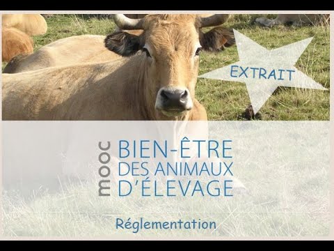 Vidéo: L'USDA Se Retire De La Règle Du Bien-être Animal Biologique
