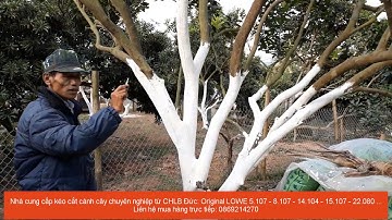 Ghép cải tạo bưởi thành cây bưởi đường tết của Anh Hiền: 0989649065