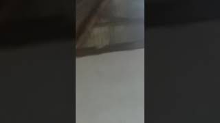 Download Lagu Dengar suara tokek MP3