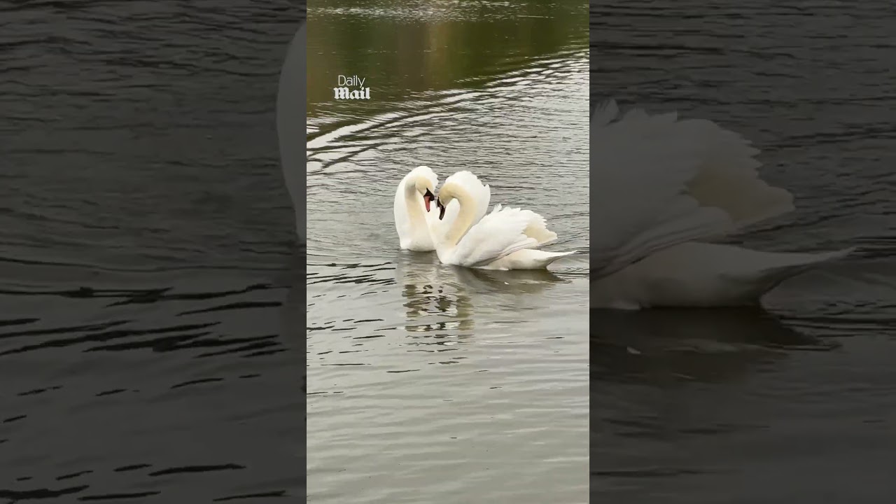 Stranded swan reunited with her mate