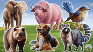 The Lives of Animals Around Us: Bear, Dog, Sparrow, Elephant, Raccoon, Buffalo - Funny Animals