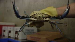 2017 Jbf Awards Americas Clic Schultzs Crab House